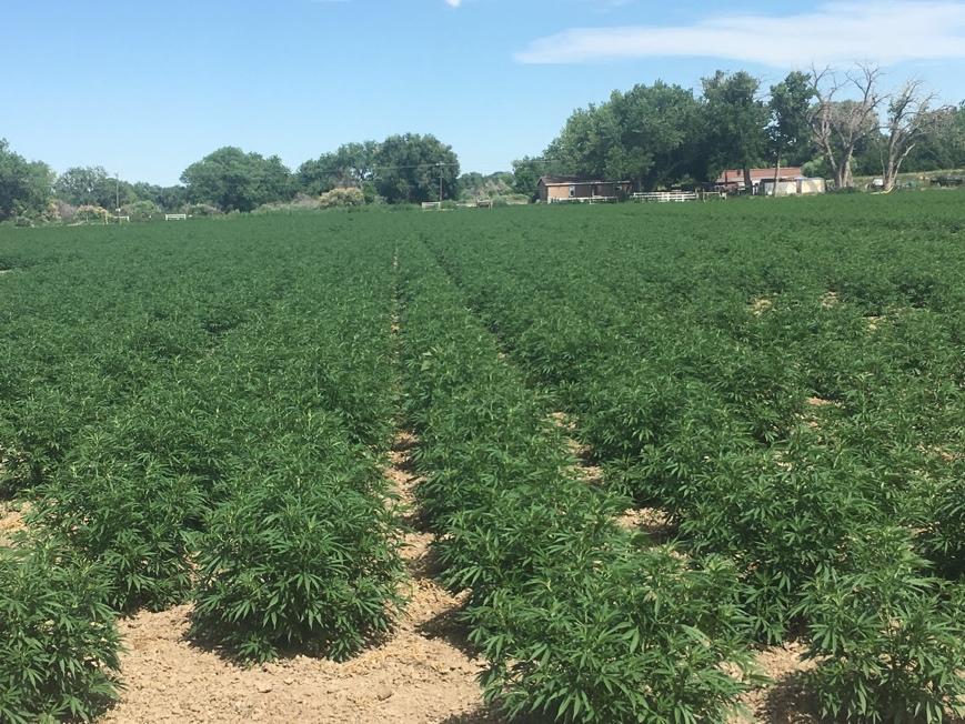 Agrograph's crop type map